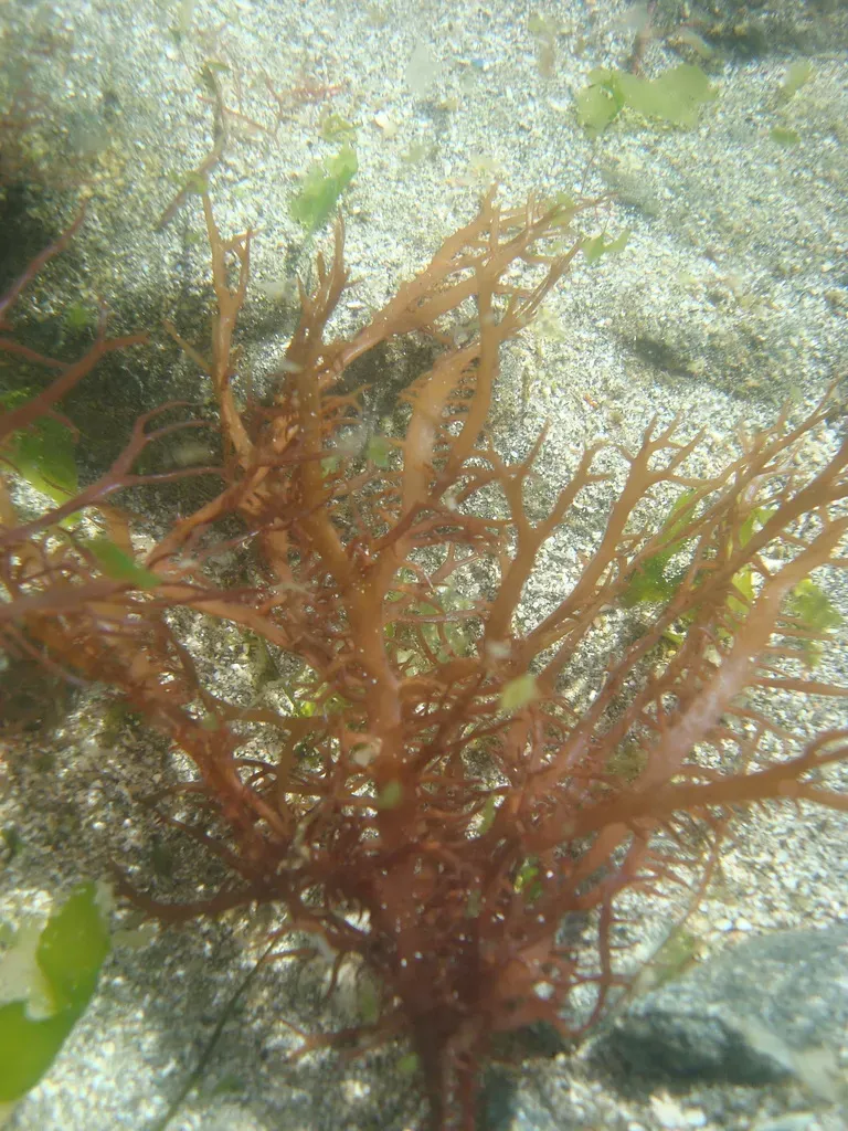 Chondracanthus Chamissoi