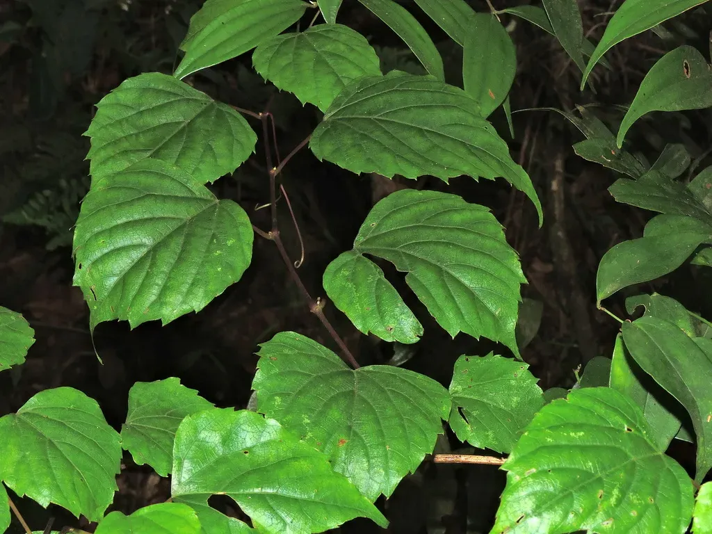 Vitis Flexuosa