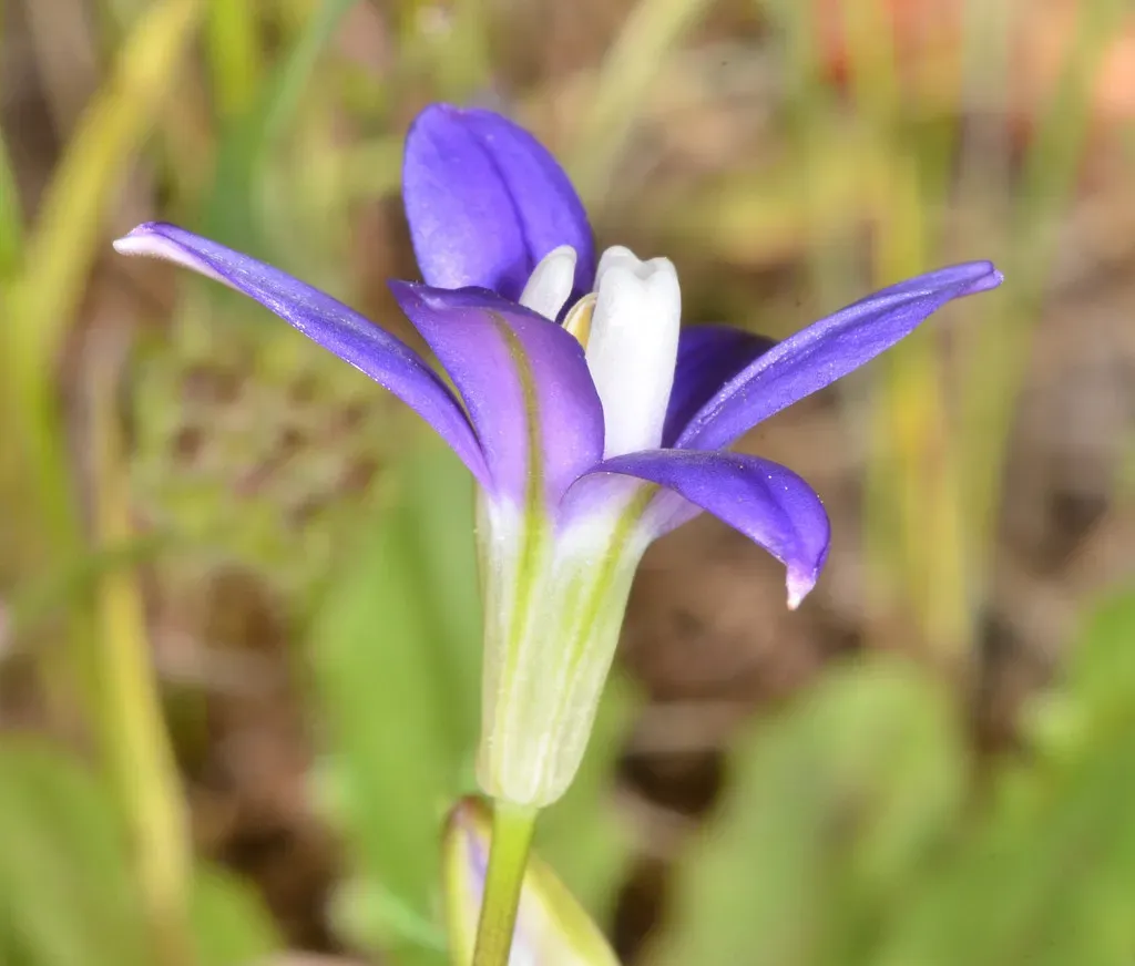 Starflower Brodiaea