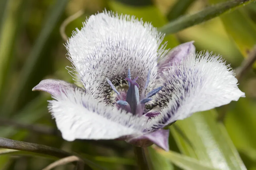 Ruellia Yurimaguensis