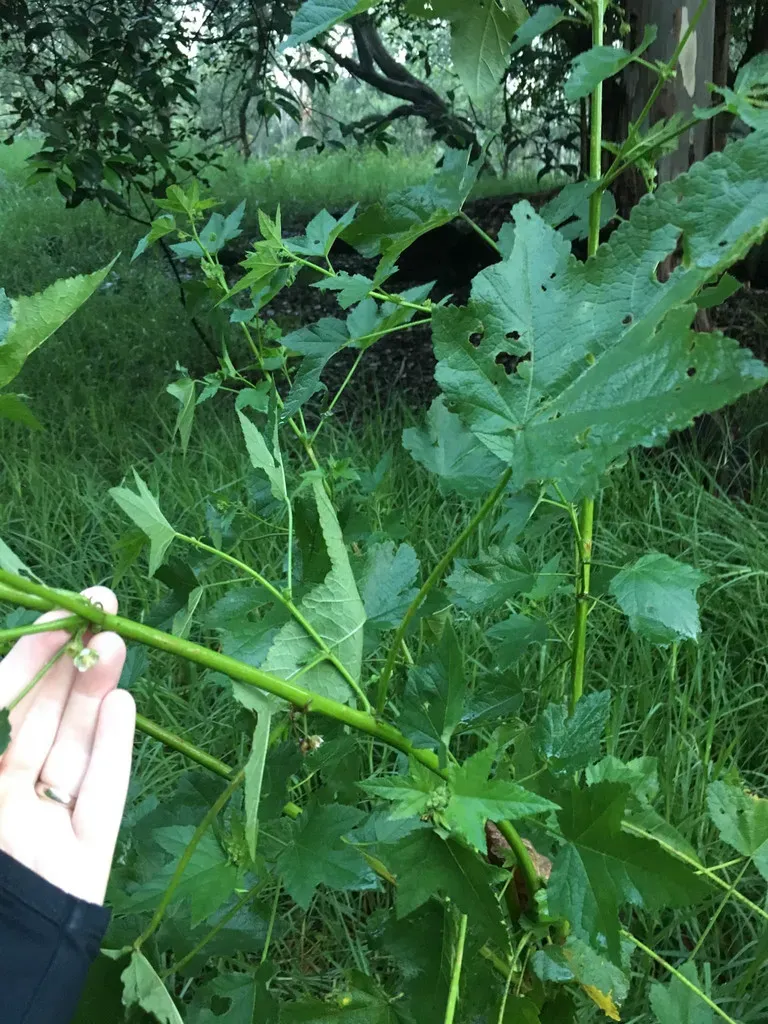 Kearnemalvastrum Lacteum
