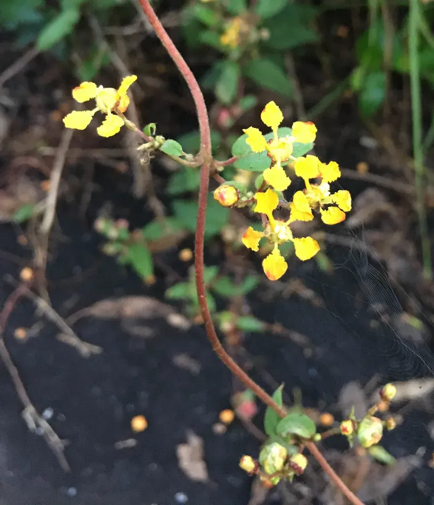 Climbing Milkweed