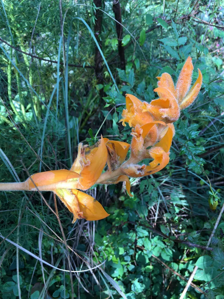 Two-toned Orange Orchid