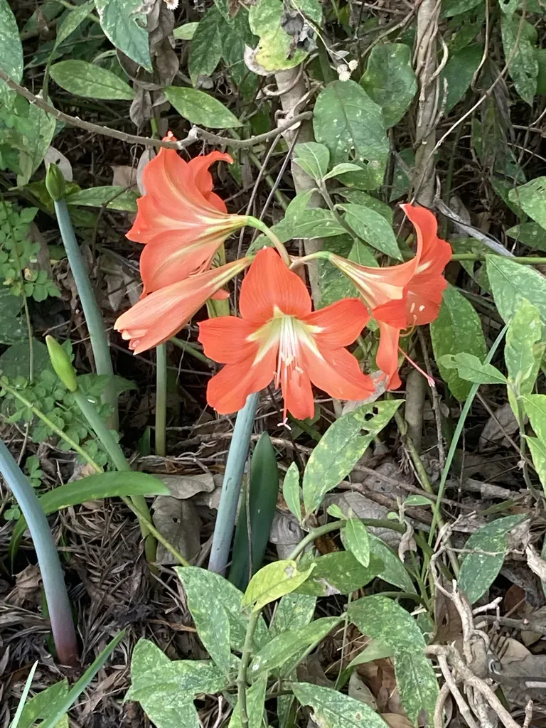 Mexican Lily