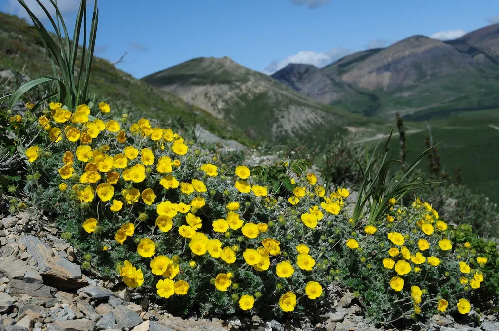 Jurtzev's Cinquefoil