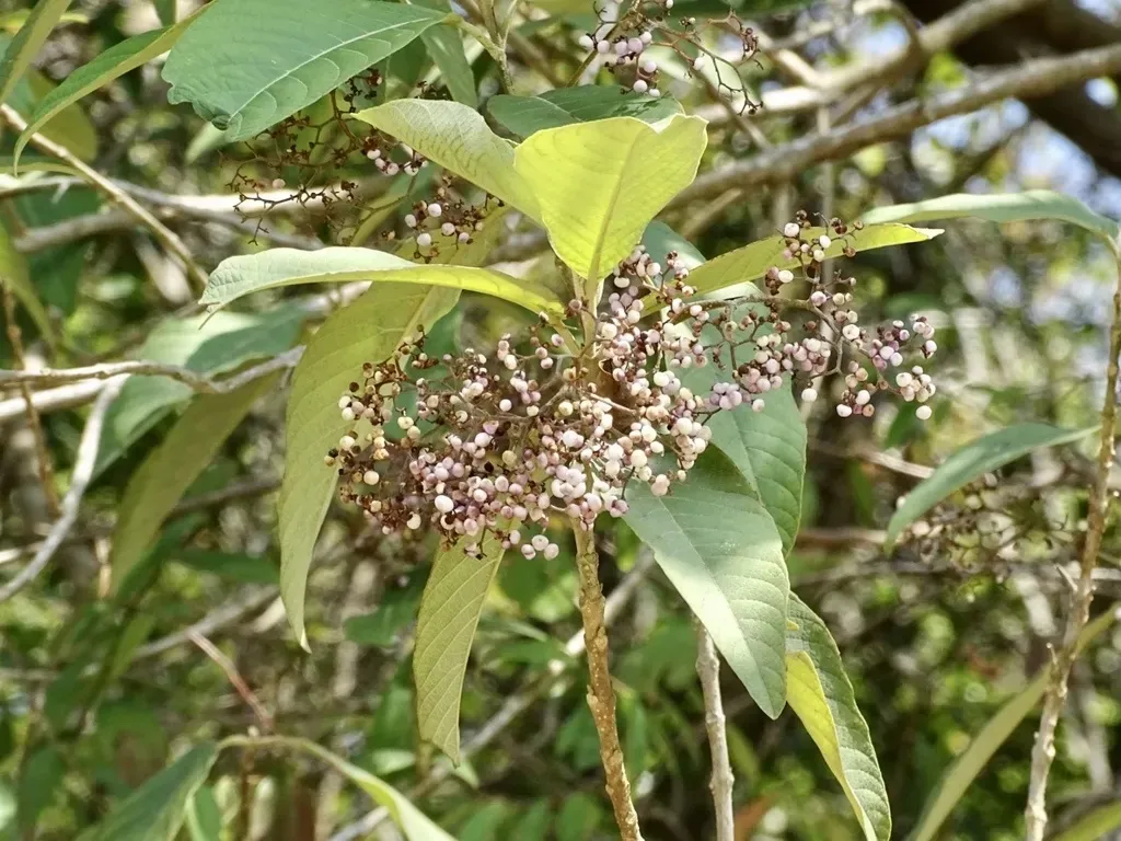 Callicarpa Nudiflora