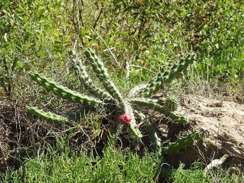 Martin's Applecactus