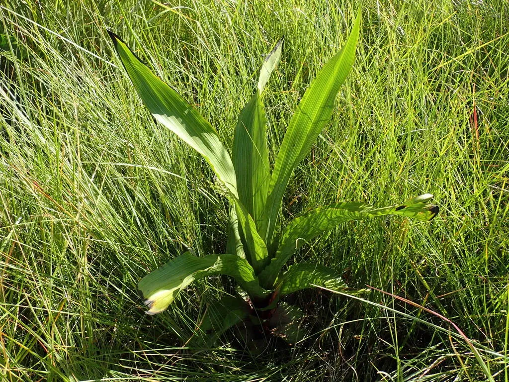 Broadleaf Stargrass