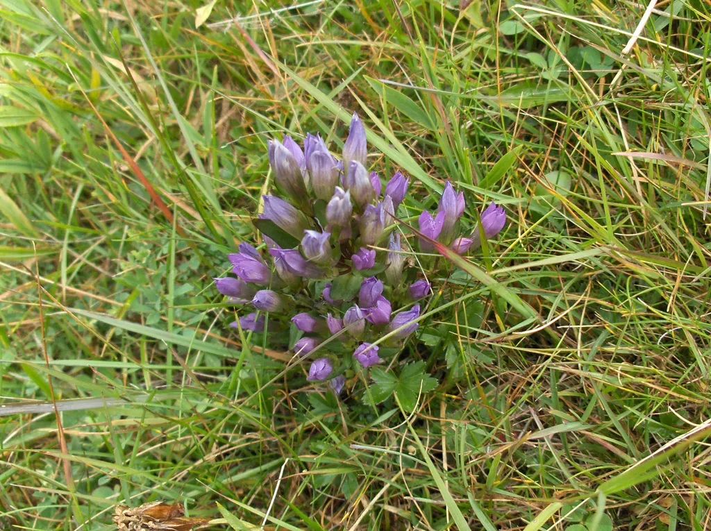 Gentianella Rhaetica
