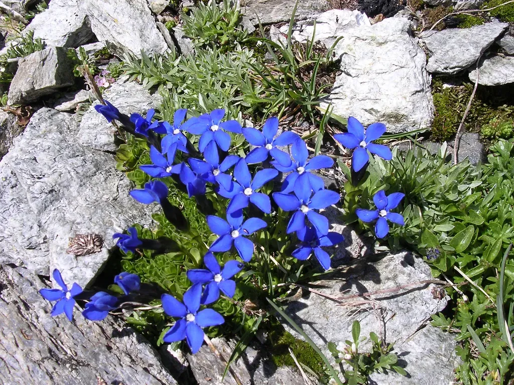 Bavarian Gentian