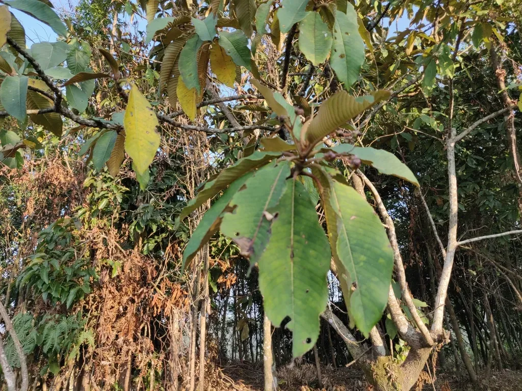 Saurauia Napaulensis