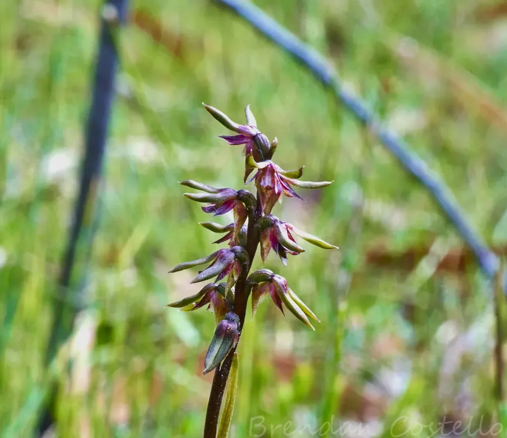 Sharp Midge Orchid