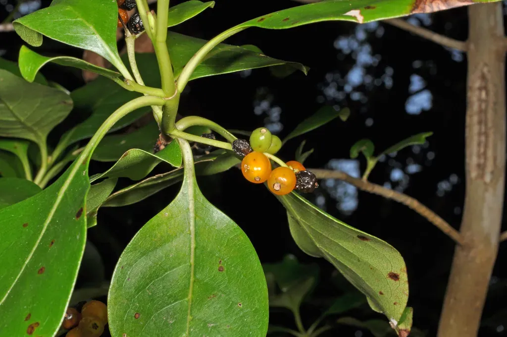 Large-seeded Coprosma
