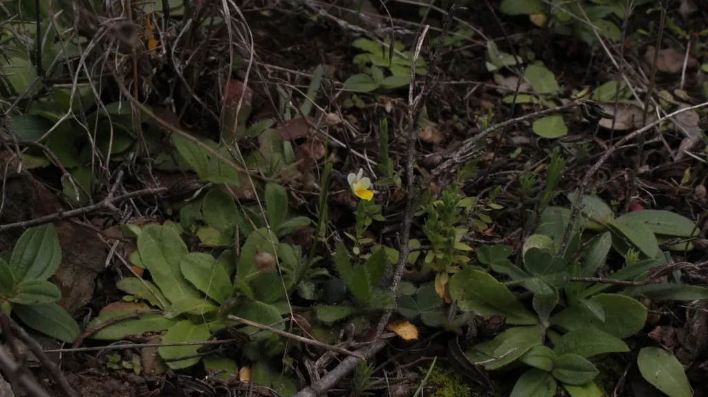 Dwarf Pansy