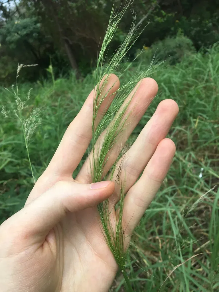 Slender Bamboo Grass