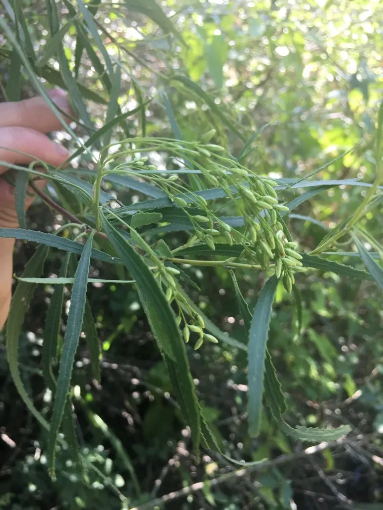 Raulinoreitzia Tremula