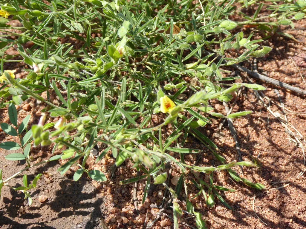 Linear Caterpillarbean