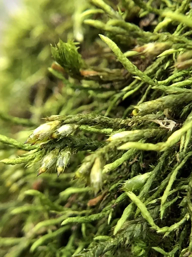 Cryphaea Heteromalla