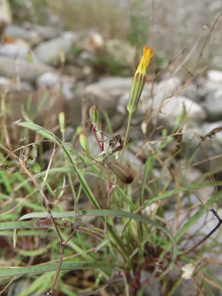 Ixeris Tamagawaensis