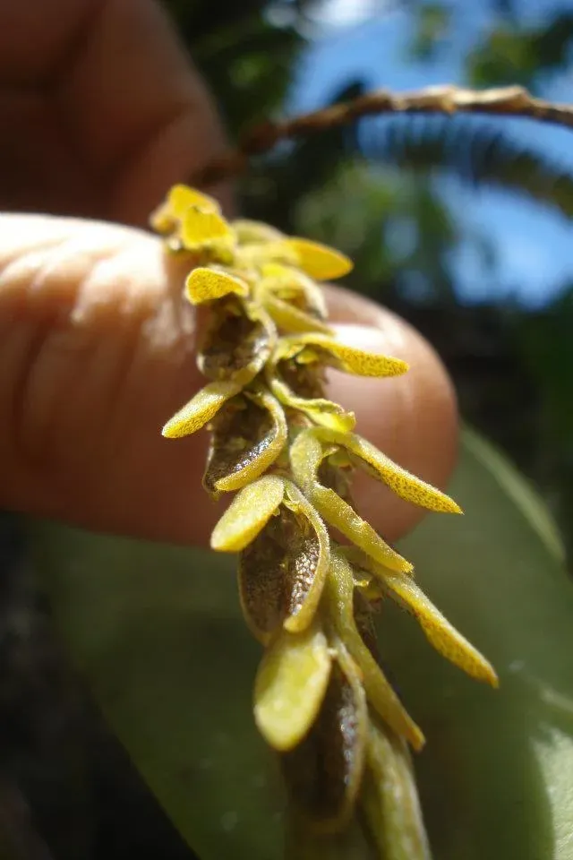 Acianthera Saurocephala