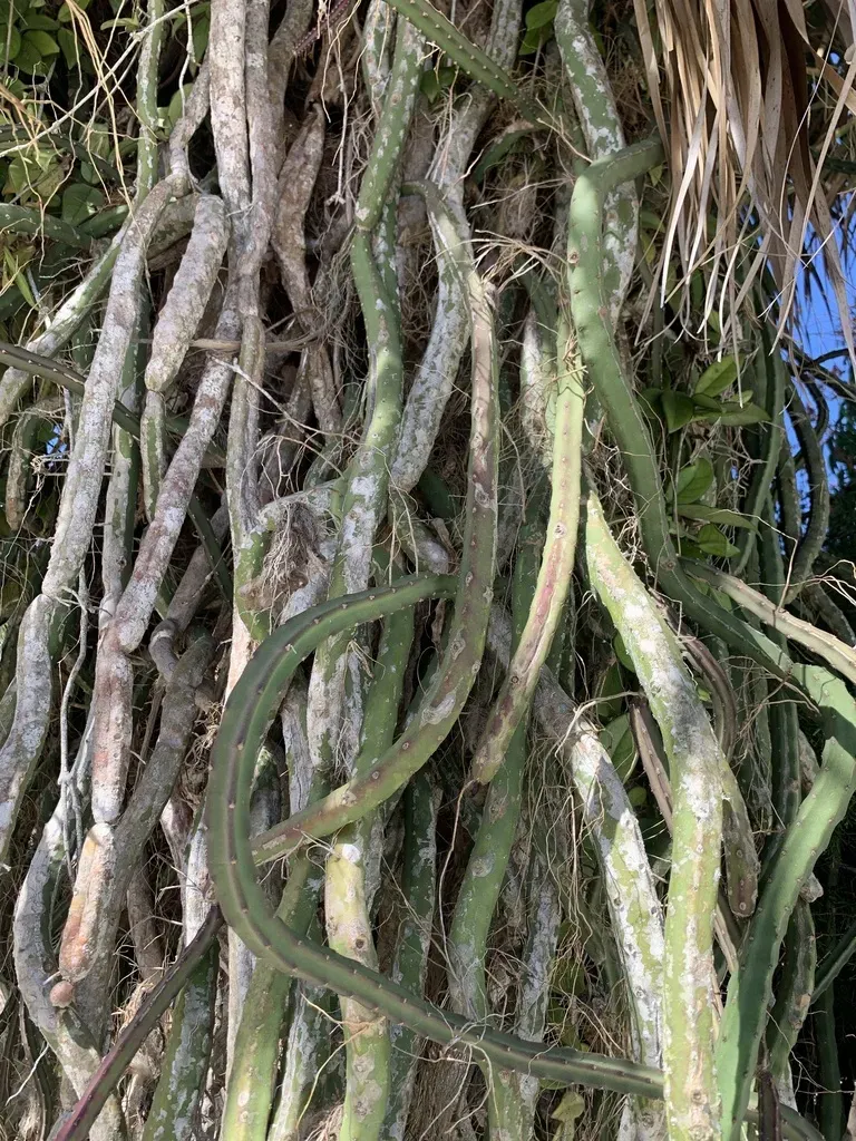 Princess Of The Night