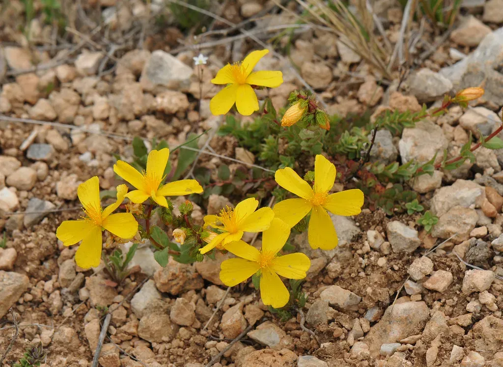Hypericum Rumeliacum