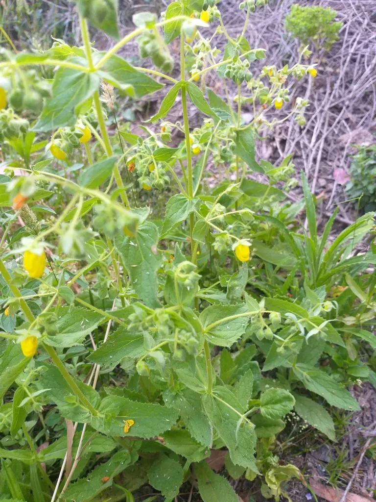 Calceolaria Petioalaris