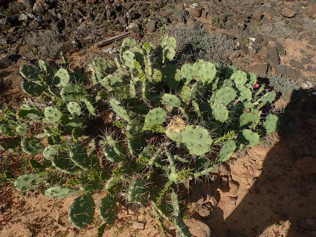 Erect Prickly Pear