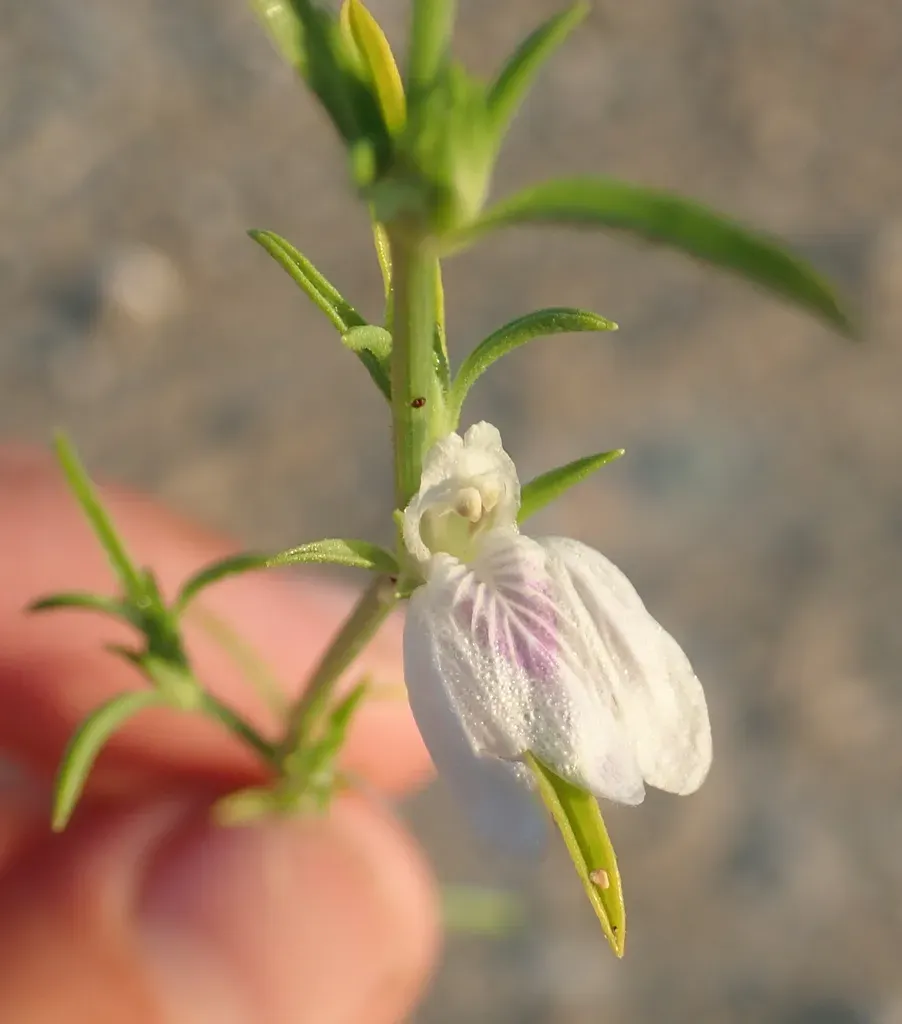 Pogonospermum Divaricatum