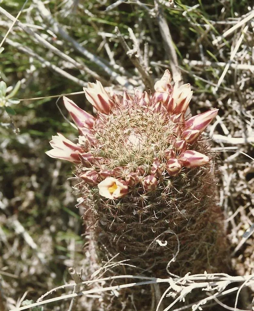 Strawberry Cactus