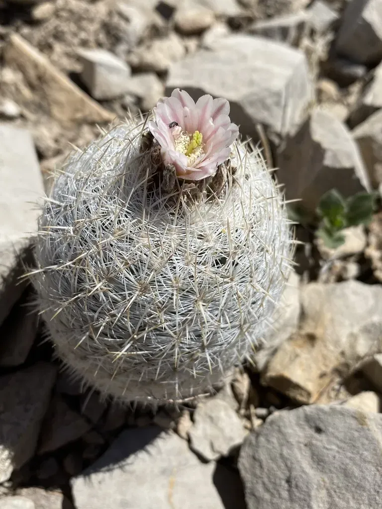 Mariposa Cactus