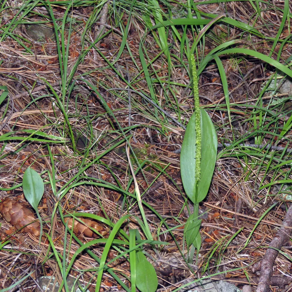 Chiricahua Adder's Mouth