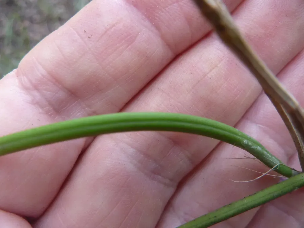 Straggly Pencil Orchid