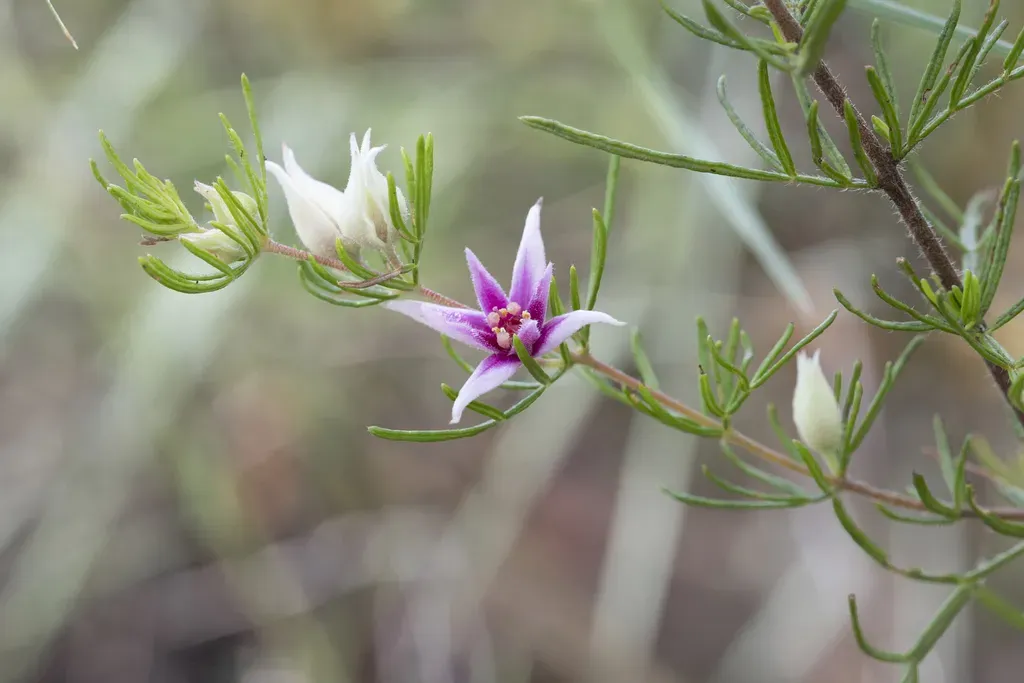 Red Boronia