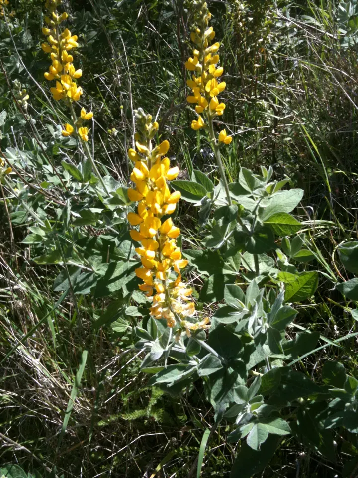Lithophyllum Corallinae