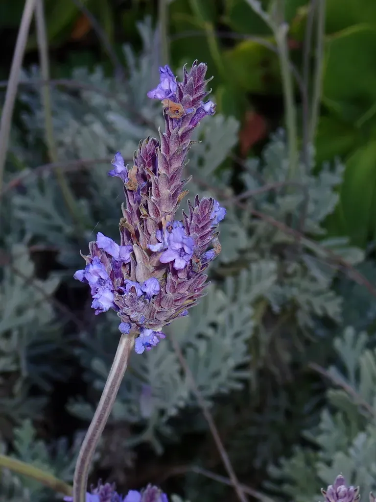 Fernleaf Lavender