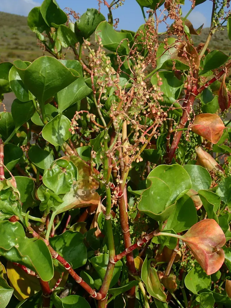 Canary Island Sorrel