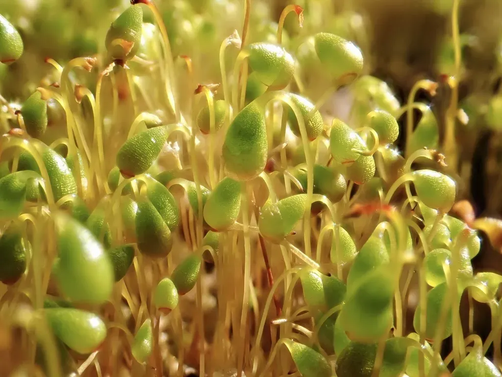 Funaria Moss