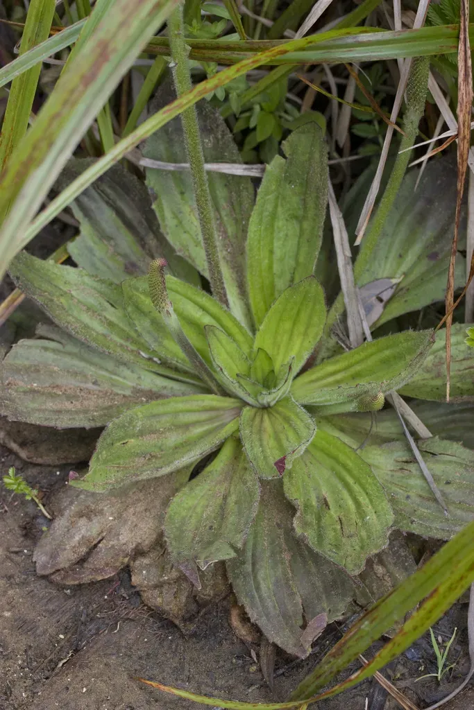 Aneilema Neocaledonicum