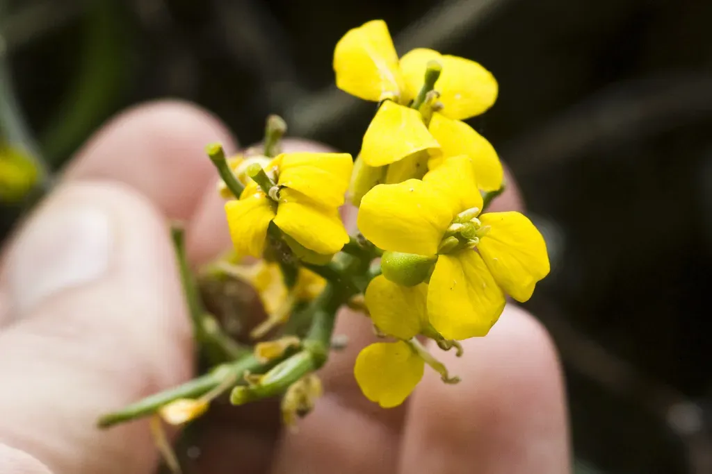 Calliandra Viscidula
