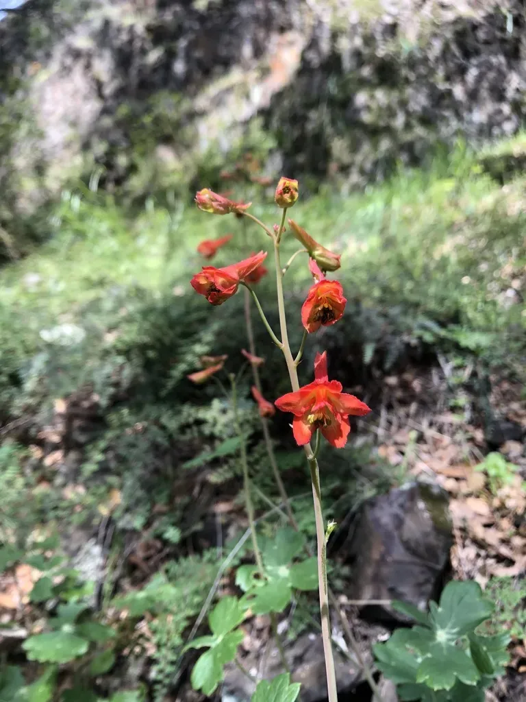 Red Larkspur