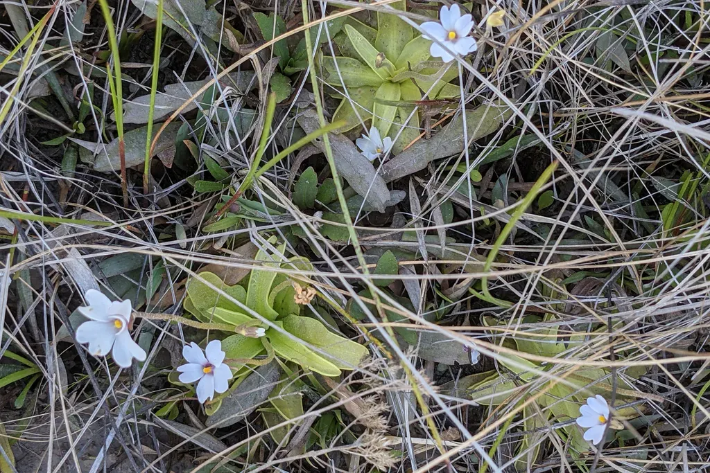 Godfrey's Butterwort