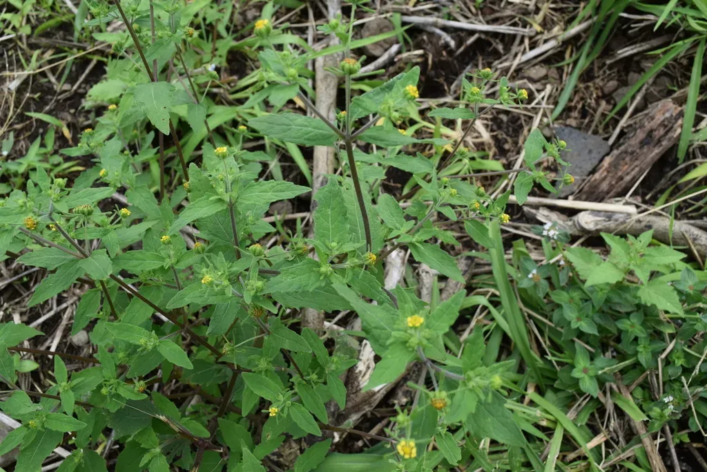 Common St. Paul's-wort