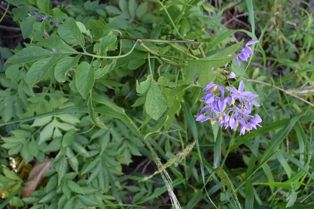 Brazilian Nightshade