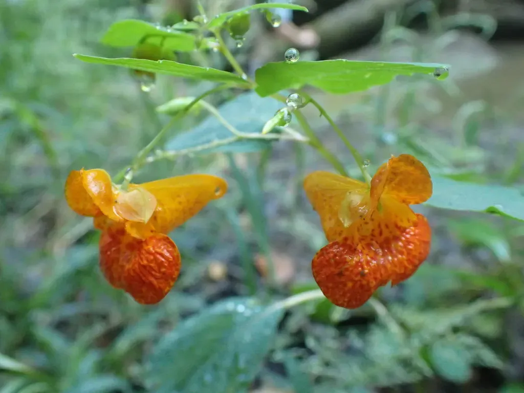 Jewelweed
