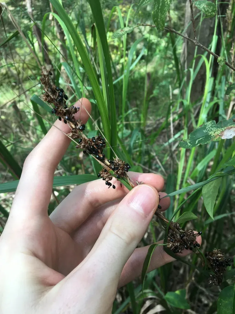 Black-fruit Saw-sedge