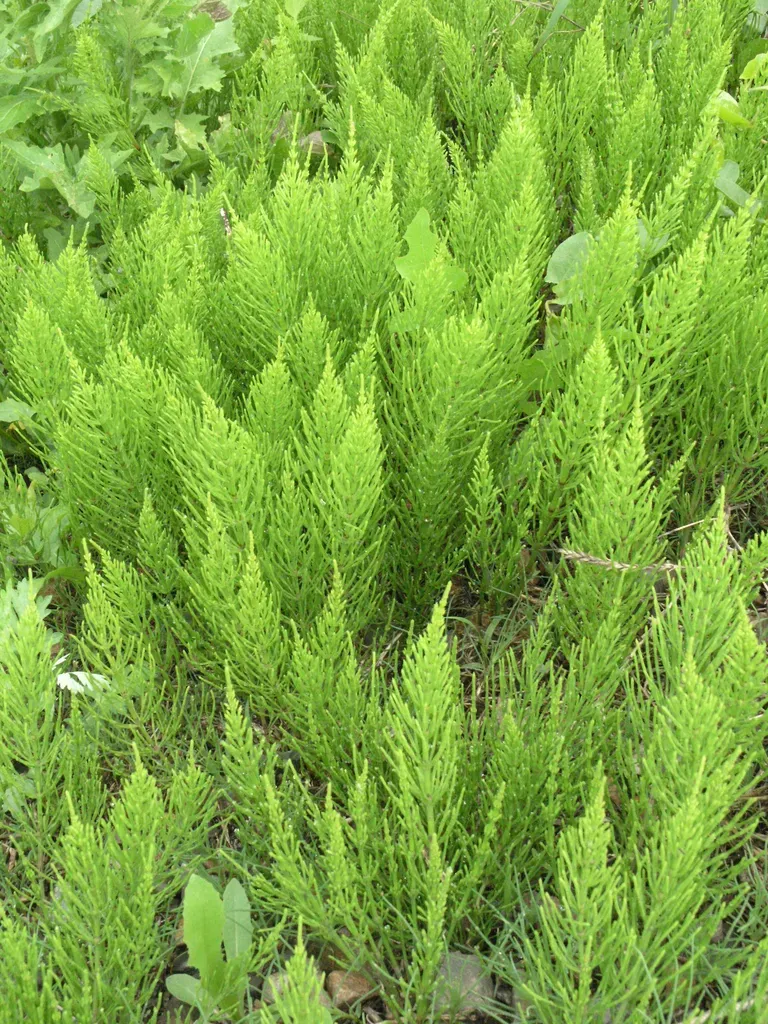 Common Horsetail