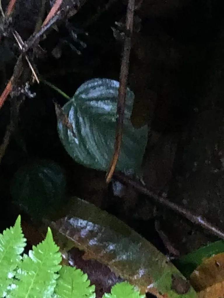 Philodendron Brandtianum