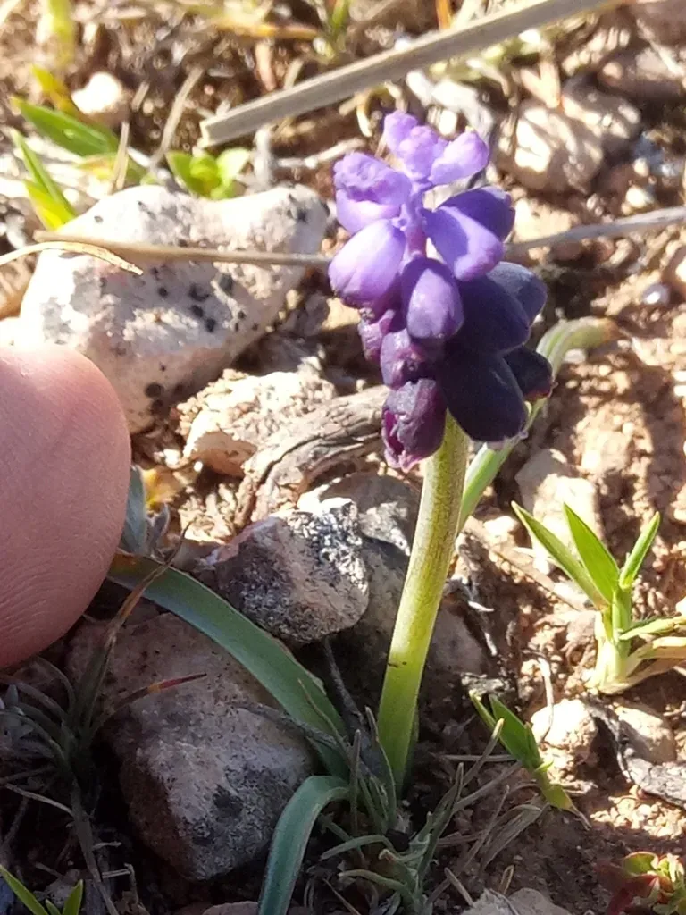 Muscari Baeticum