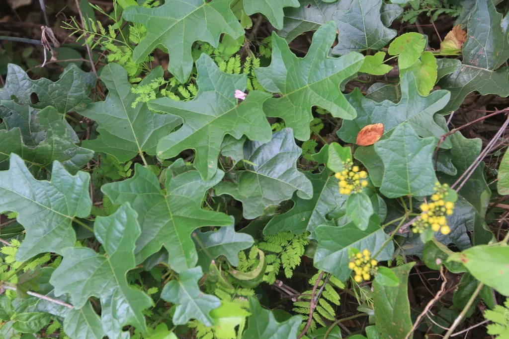 Stigmaphyllon Angulosum